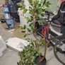 Large fake plant Image 2