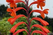 garden plants