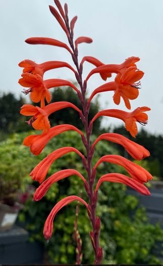 garden plants