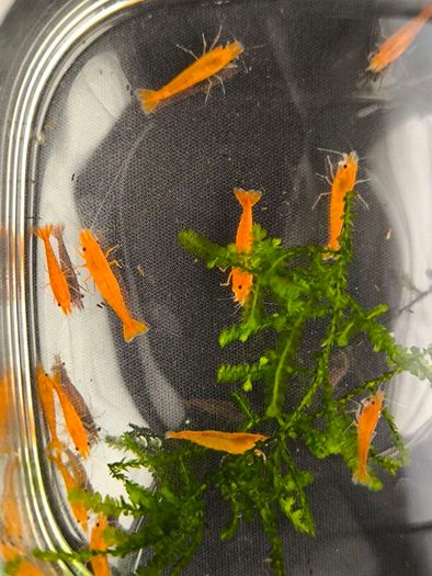 Dwarf Crayfish, Shrimp, Floating plants and Snail