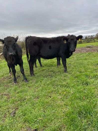 Angus runners