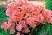 (G) Godetia Orange Glory seeds 0.3g (415595)