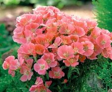(G) Godetia Orange Glory seeds 0.3g (415595)