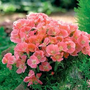 (G) Godetia Orange Glory seeds 0.3g (415595)