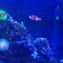 marine livestock Image 3