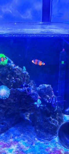 marine livestock