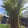 Black stem bamboo Image 4