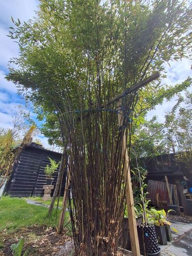 Black stem bamboo