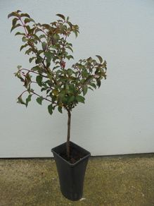 Fuchsia on stem