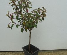Fuchsia on stem