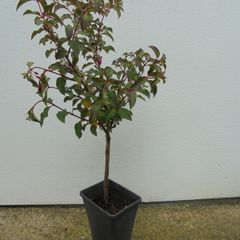 Fuchsia on stem