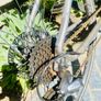 Trek bike Image 4