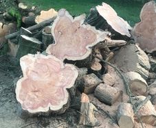 Wood Logs for Sale