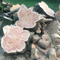 Wood Logs for Sale