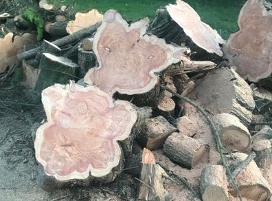 Wood Logs for Sale