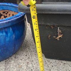 Garden Pot