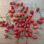 Chili Pepper 'Bolivian Rainbow' - Irish Seed Image 2