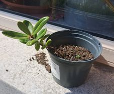 Showy Veronica Plant