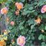 Esmerelda Botanicals