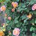 Esmerelda Botanicals