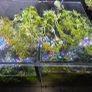 plants Image 6