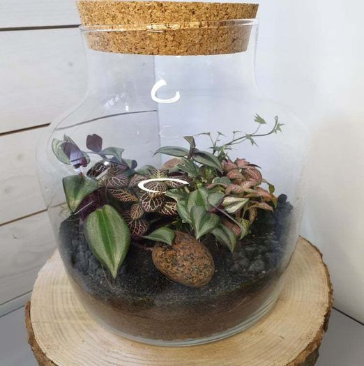 Terrarium 24x25cm