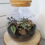 Terrarium 24x25cm Image 3