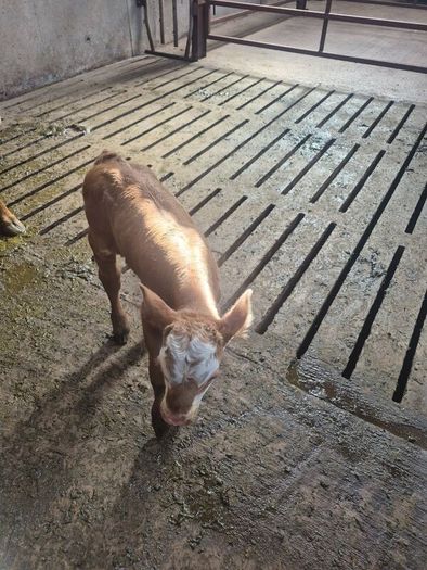 Calf