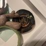 Groot Disney ears Image 2