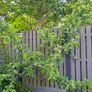 Free Trees / Shrubs Image 2