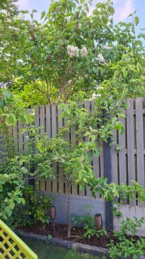 Free Trees / Shrubs