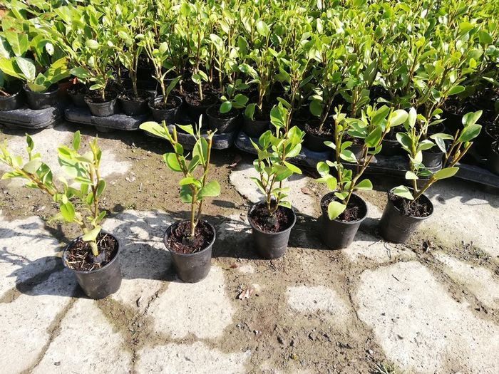 Griselinia Hedging - Potted