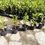 Griselinia Hedging - Potted Image 7