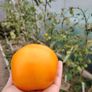 Orange Vine Tomatoes Seeds Image 3