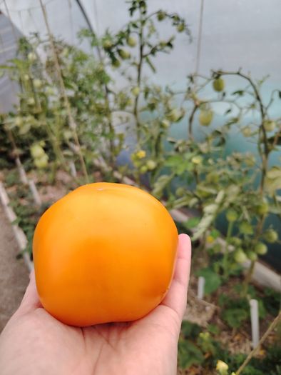 Orange Vine Tomatoes Seeds
