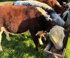 Beef cattle