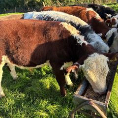 Beef cattle