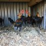 Modern game birds Image 7
