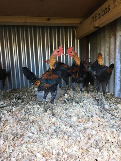 Modern game birds