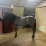 Connemara Yearling Image 2