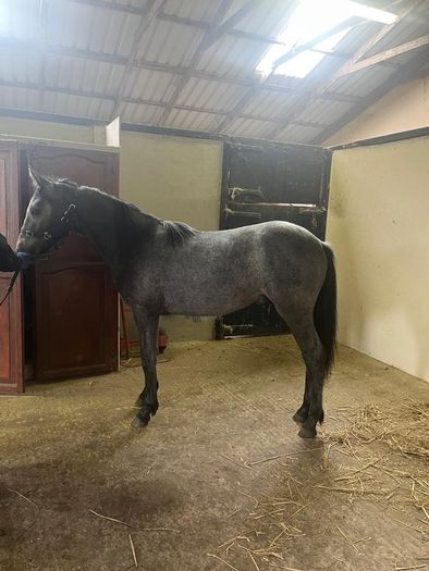 Connemara Yearling