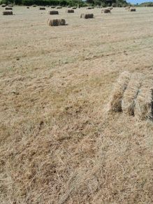 Hay square bales