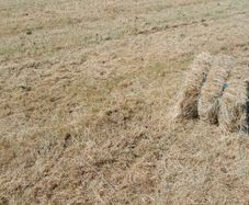 Hay square bales
