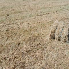Hay square bales