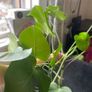 Gigant monstera plant Image 3