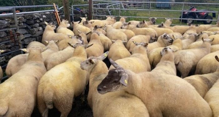 Ballinrobe special sale of Hiltex and Texel cross