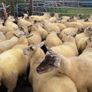 Ballinrobe special sale of Hiltex and Texel cross Image 5
