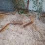 PZ haybob Image 7