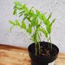 "Solomon's seal "(poligonadum). Image 2