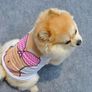 NEW dog and cat muscle/bikini printed t-shirt SIZES S-M-L Image 4